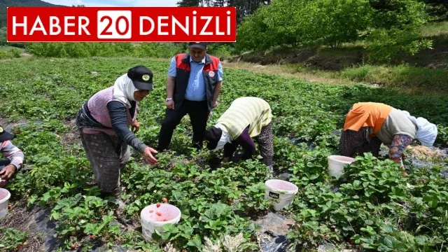 Denizli çilek üretiminde önemli bir konuma ulaştı