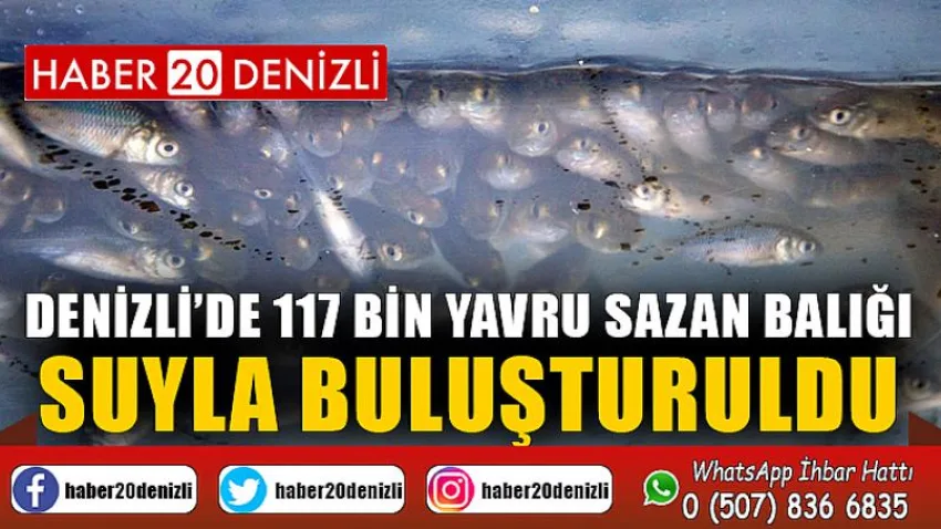 Denizli’de 117 bin yavru sazan balığı suyla buluşturuldu