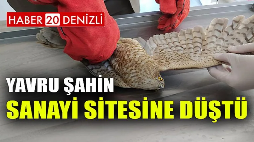 Yavru şahin açlık ve yorgunluk nedeniyle sanayi sitesine düştü