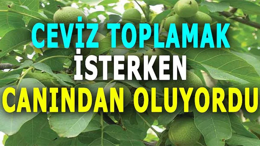 Ceviz Toplamak İsterken Canından Oluyordu