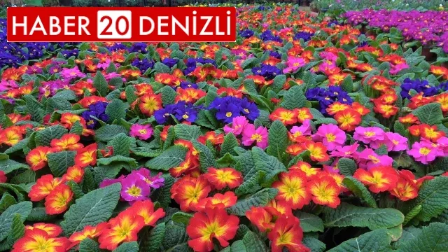 Çiçekler 'Kadınlar Günü' için hazırlandı