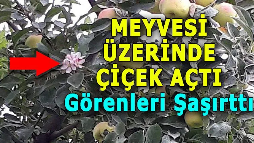 Meyvesi Üzerinde Çiçek Açtı