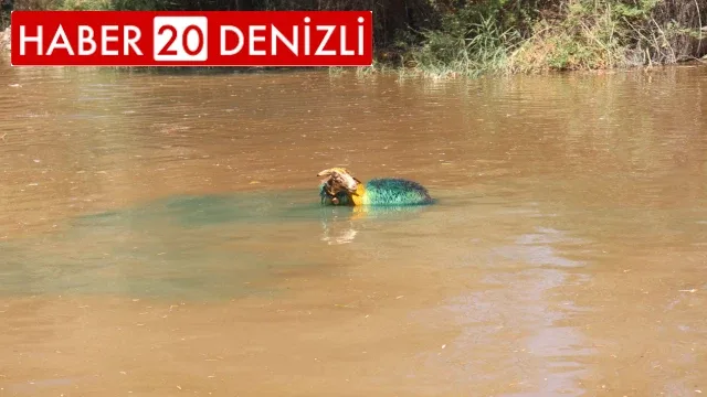 8 asırlık Sudan Koyun Geçirme Yarışları renkli görüntülere sahne oldu