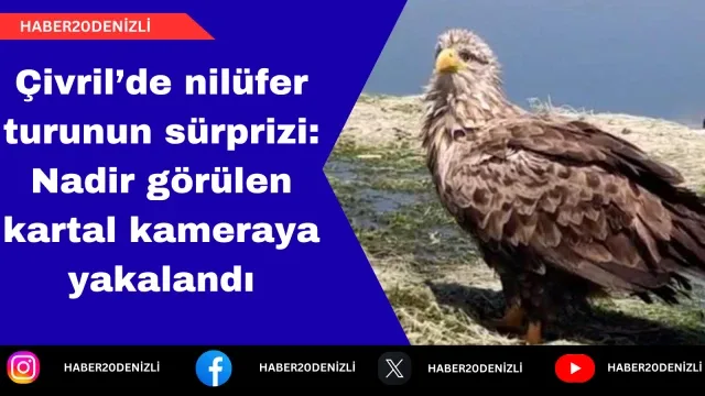 Çivril’de nilüfer turunun sürprizi: Nadir görülen kartal kameraya yakalandı