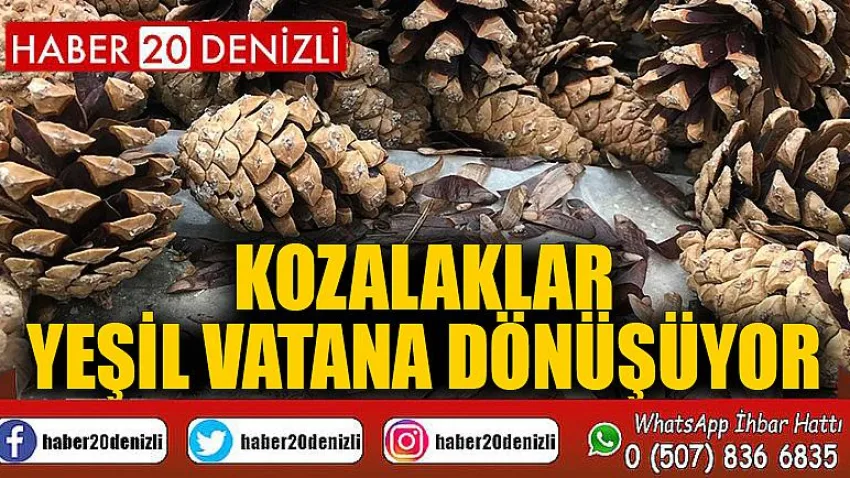 Kozalaklar yeşil vatana dönüşüyor