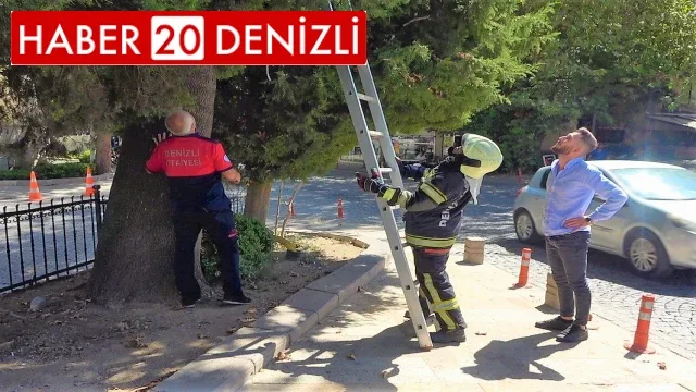 Köpekten kaçan kedi ağaçta mahsur kaldı