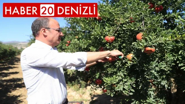 Pamukkale Belediyesi’nden nar ve ayva için coğrafi işaret atılımı