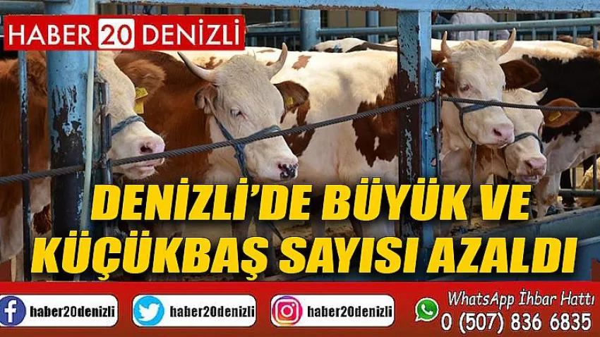 Denizli’de büyük ve küçükbaş sayısı azaldı