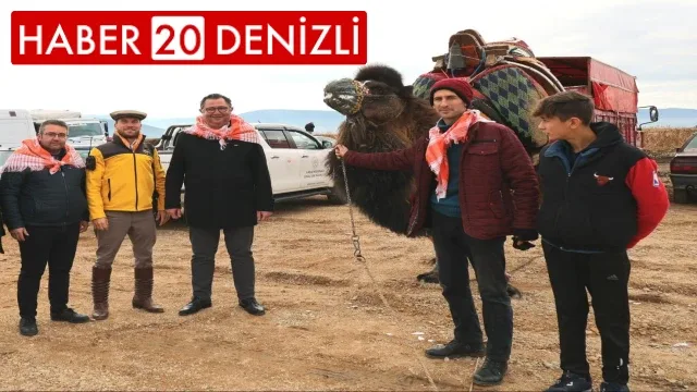 Pehlivan develer, 50 yıl sonra Tavas arenasında boy gösterdi