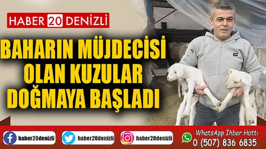 Baharın müjdecisi olan kuzular doğmaya başladı
