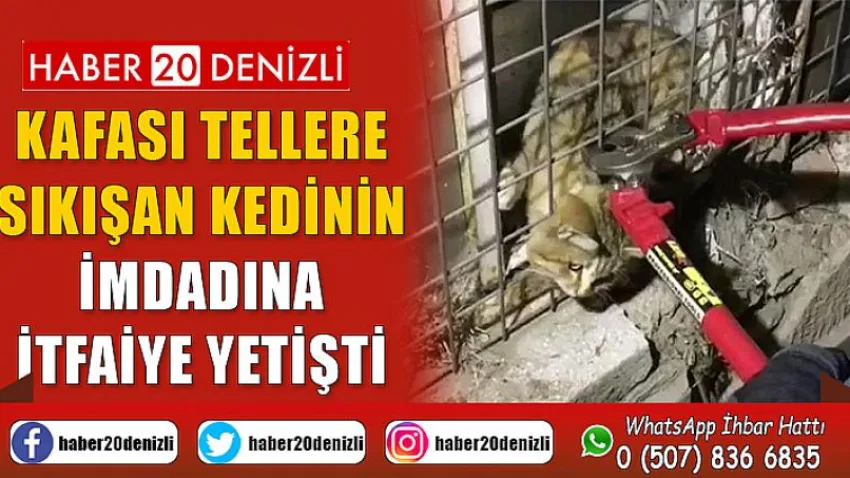 Kafası tellere sıkışan kedinin imdadına itfaiye yetişti