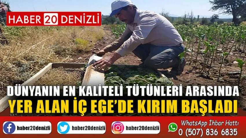 Dünyanın en kaliteli tütünleri arasında yer alan İç Ege’de kırım başladı