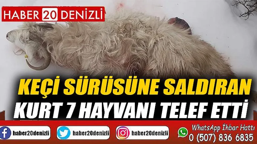 Keçi sürüsüne saldıran kurt 7 hayvanı telef etti