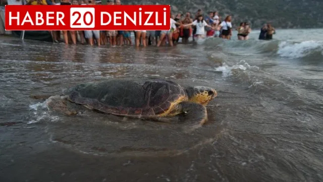 Tedavi edilen 8 kaplumbağa, Cumhuriyetin 100. yıllında denize bırakıldı