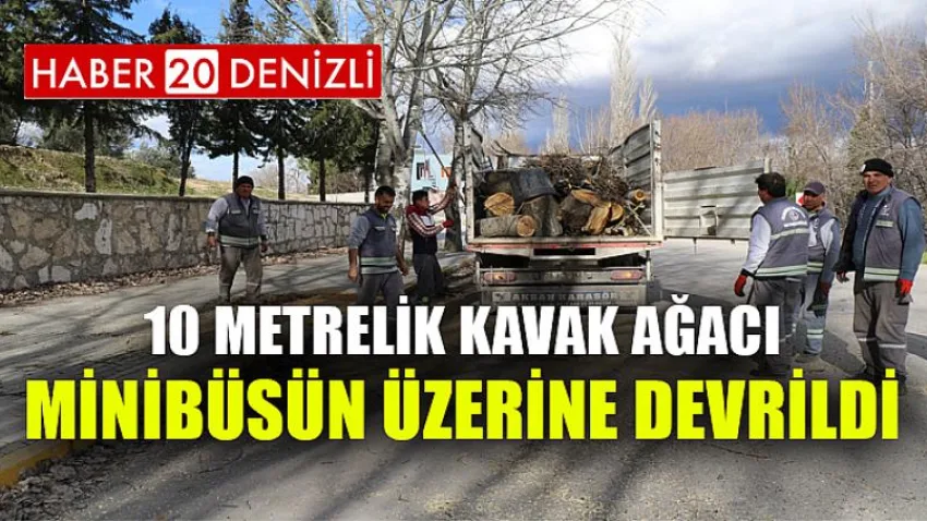 10 metrelik kavak ağacı minibüsün üzerine devrildi