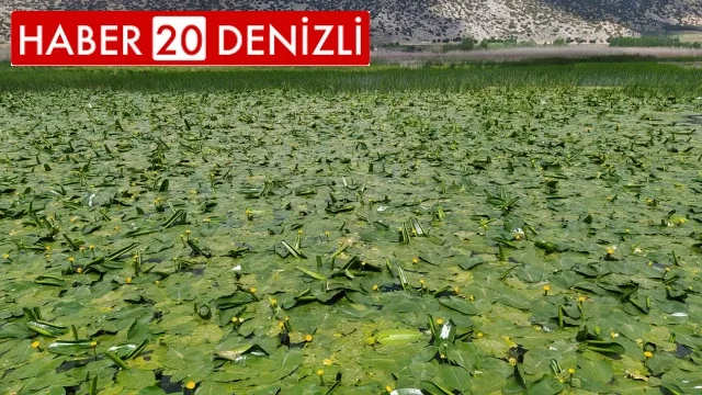 Işıklı Gölü'nde nilüfer şöleni başlıyor