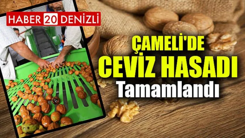Çameli'de Ceviz Hasadı Bitti