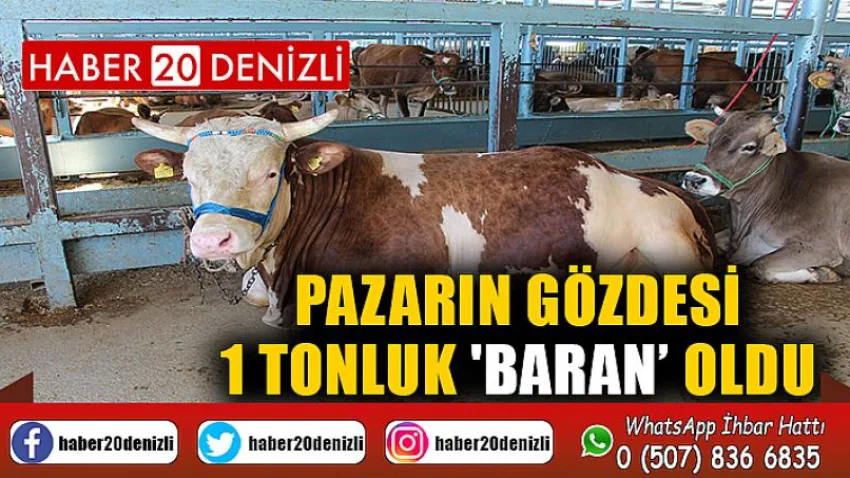 Pazarın gözdesi 1 tonluk 'Baran’ oldu