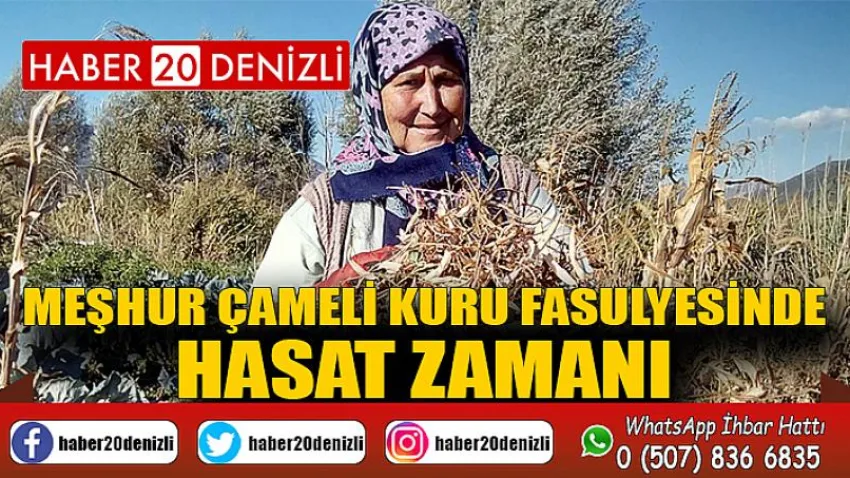 Meşhur Çameli kuru fasulyesinde hasat zamanı