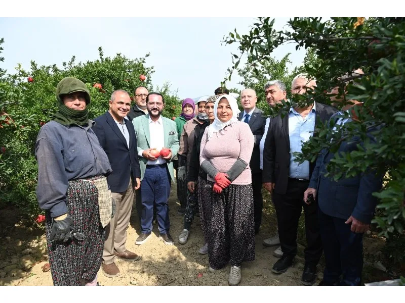 Denizli'de nar hasadı başladı