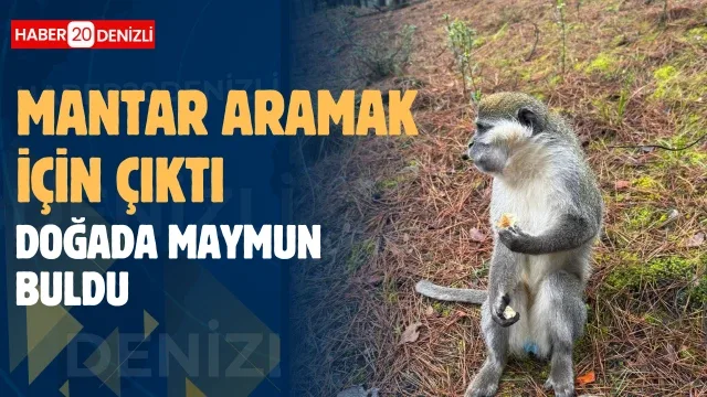 Mantar aramak için çıktığı doğada maymun buldu