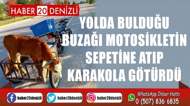 Yolda bulduğu buzağı motosikletin sepetine atıp karakola götürdü