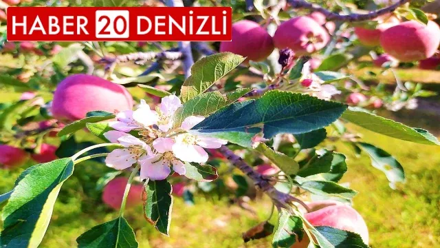 Kendi sektöründe fark oluşturan değer: Elma