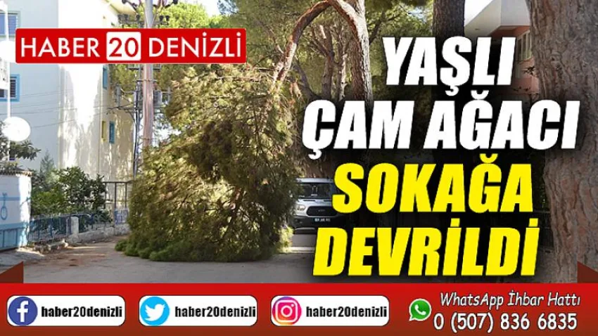Yaşlı çam ağacı sokağa devrildi