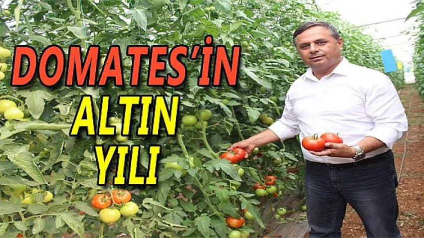 Domates'in Altın Yılı