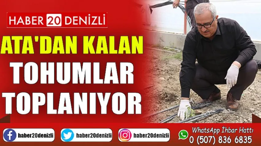Ata'dan Kalan Tohumlar Toplanıyor