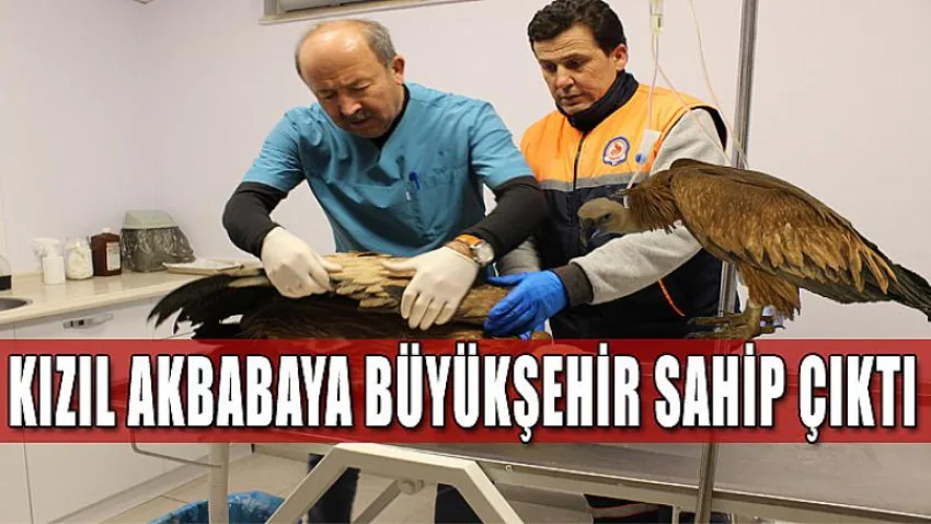 Kızıl Akbabaya Büyükşehir Sahip Çıktı