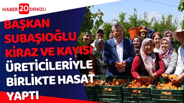 Başkan Subaşıoğlu kiraz ve kayısı üreticileriyle birlikte hasat yaptı