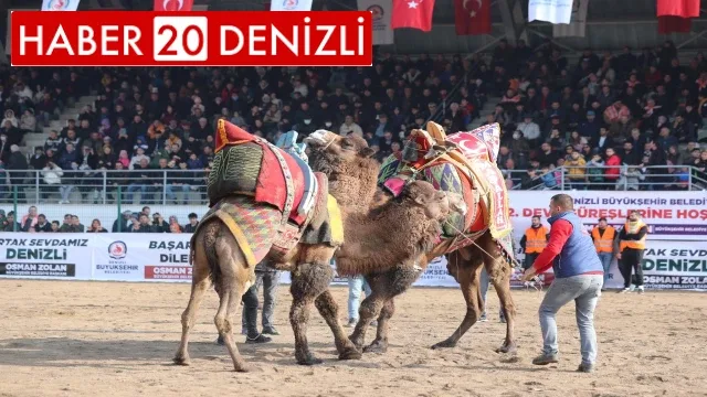 Şampiyon develer Denizli arenasına çıkıyor