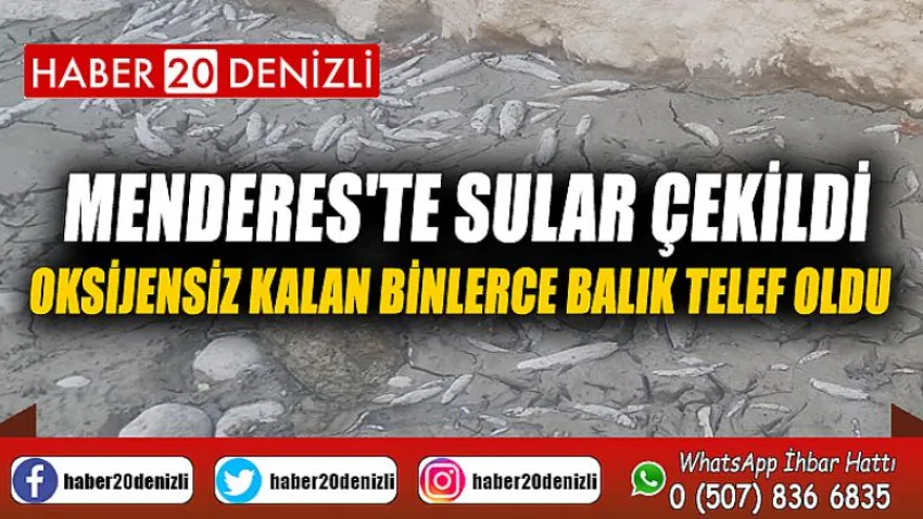 Menderes'te sular çekildi, oksijensiz kalan binlerce balık telef oldu