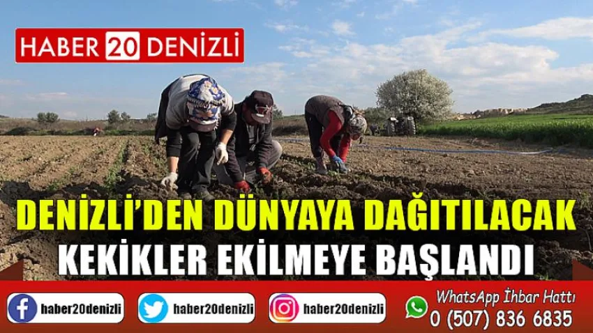 Denizli’den dünyaya dağıtılacak kekikler ekilmeye başlandı