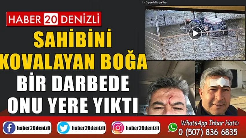 Sahibini kovalayan boğa bir darbede onu yere yıktı