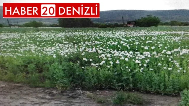 Uyuşturucu tacirlerine Denizli’de büyük darbe