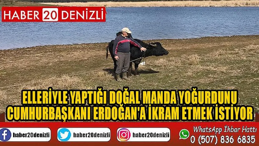 Elleriyle yaptığı doğal manda yoğurdunu Cumhurbaşkanı Erdoğan'a ikram etmek istiyor