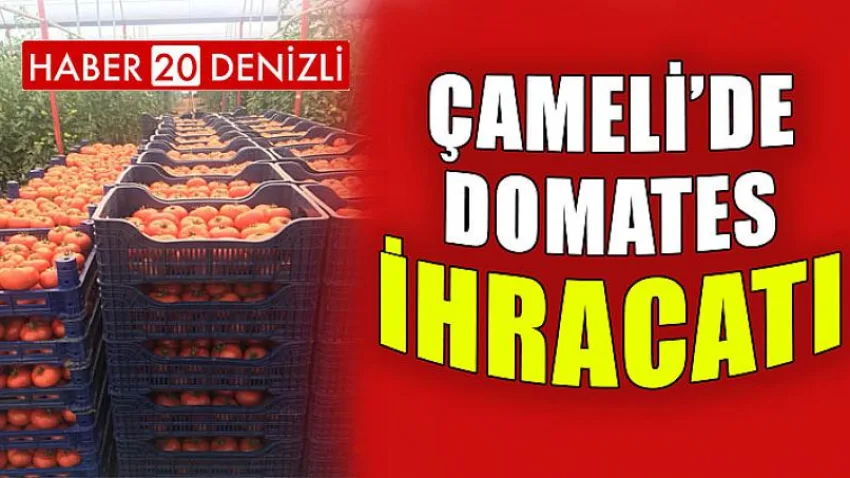 Çameli’de Domates İhracatı