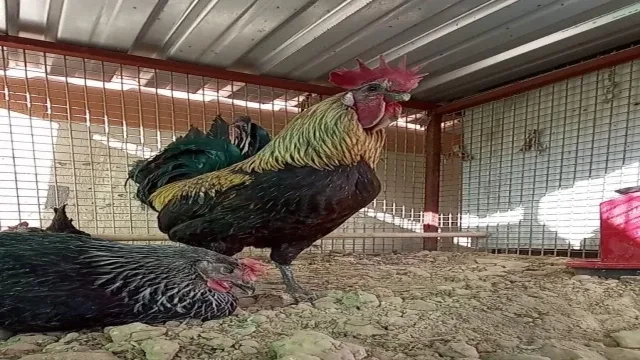 Denizli’nin horozu bayılana kadar öttü