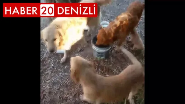 Tel örgüleri kesip yıllardır okulda beslenen 2 köpeği çaldılar