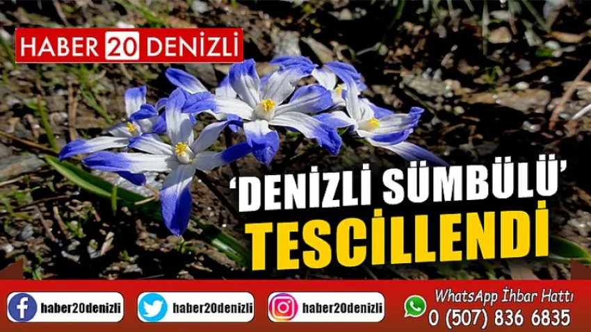 8 yıl önce keşfedilen ‘Denizli sümbülü’ tescillendi