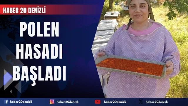 Buldan'da polen hasadı başladı