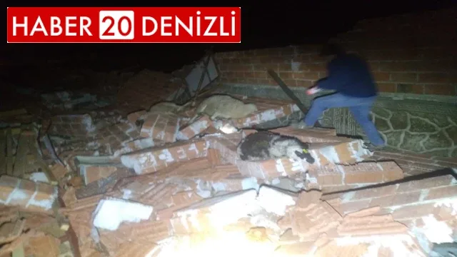 Çatısı çöken ahırda 30'a yakın küçükbaş hayvan telef oldu