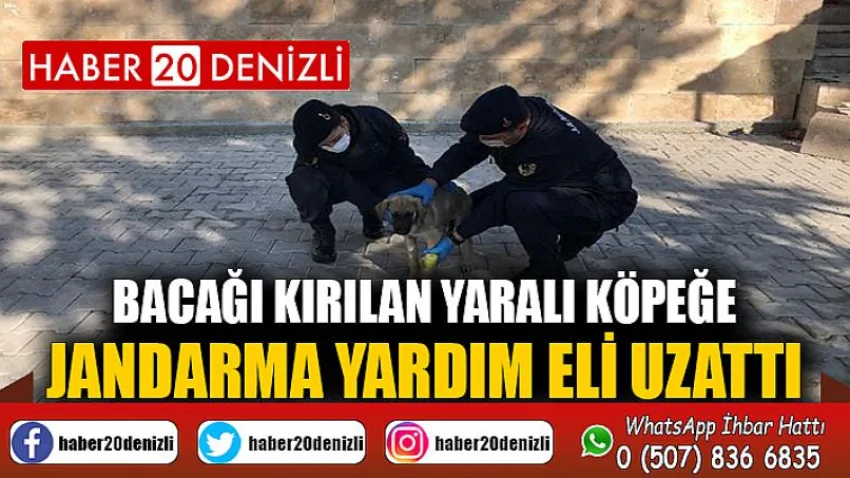 Bacağı kırılan yaralı köpeğe jandarma yardım eli uzattı