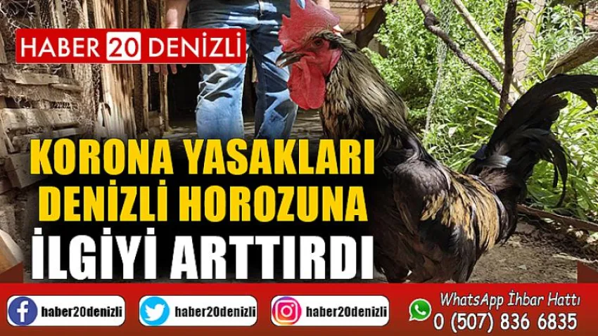 Korona yasakları Denizli horozuna ilgiyi arttırdı