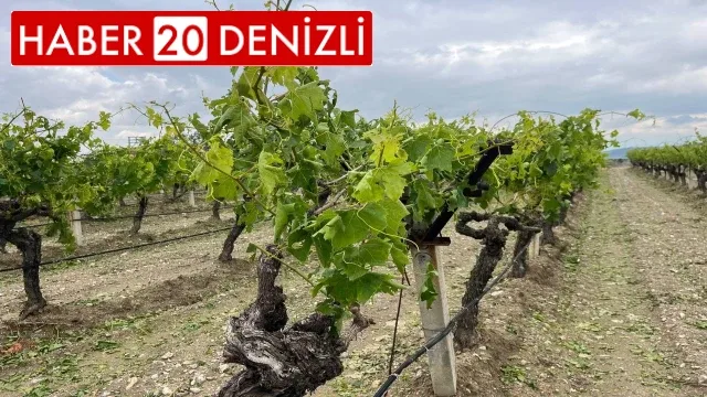 Denizli’de dolu yağışı üzüm bağlarını vurdu