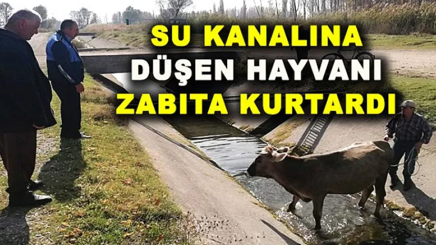 Su Kanalına Düşen Hayvanı Zabıta Kurtardı