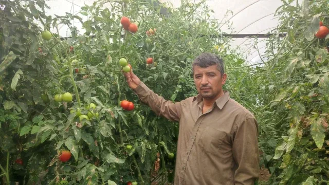 Dekarda 17 ton domates üreten çiftçinin yüzü güldü