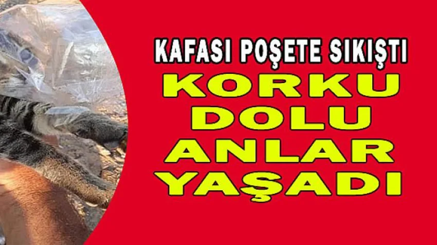 Korku Dolu Anlar Yaşadı